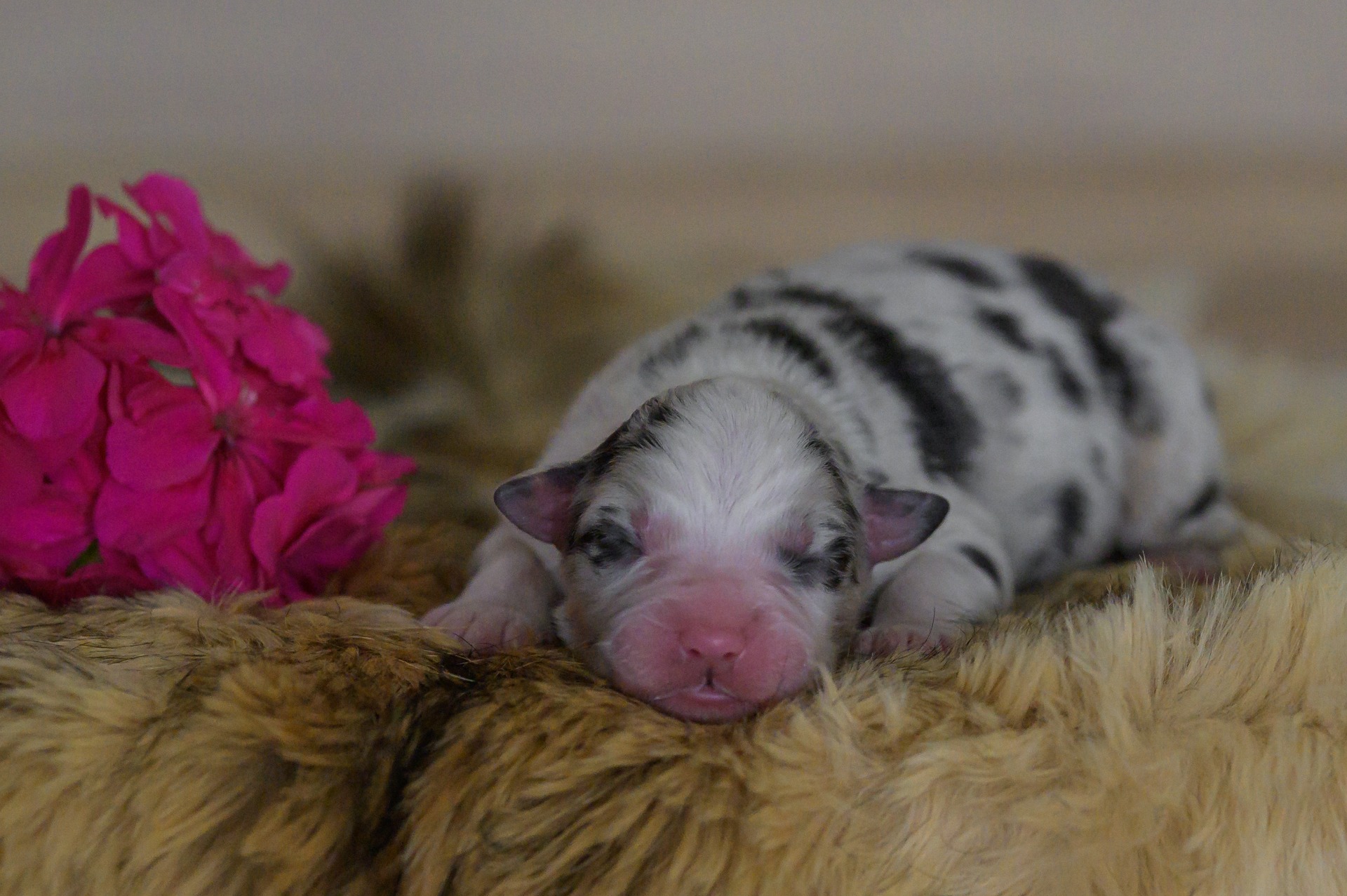 A little Princess mini Kascaro