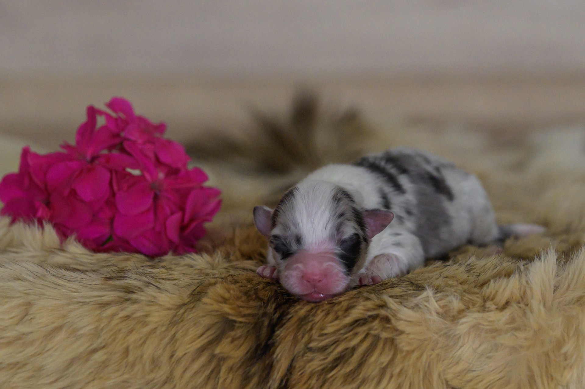 A little mini Kascaro 