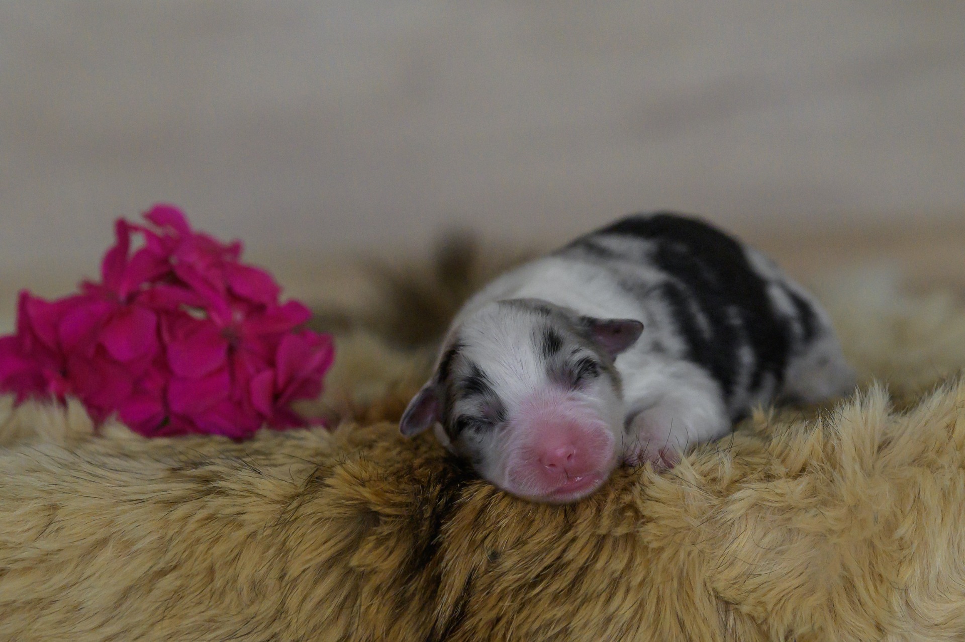 A little Treasure mini Kascaro 