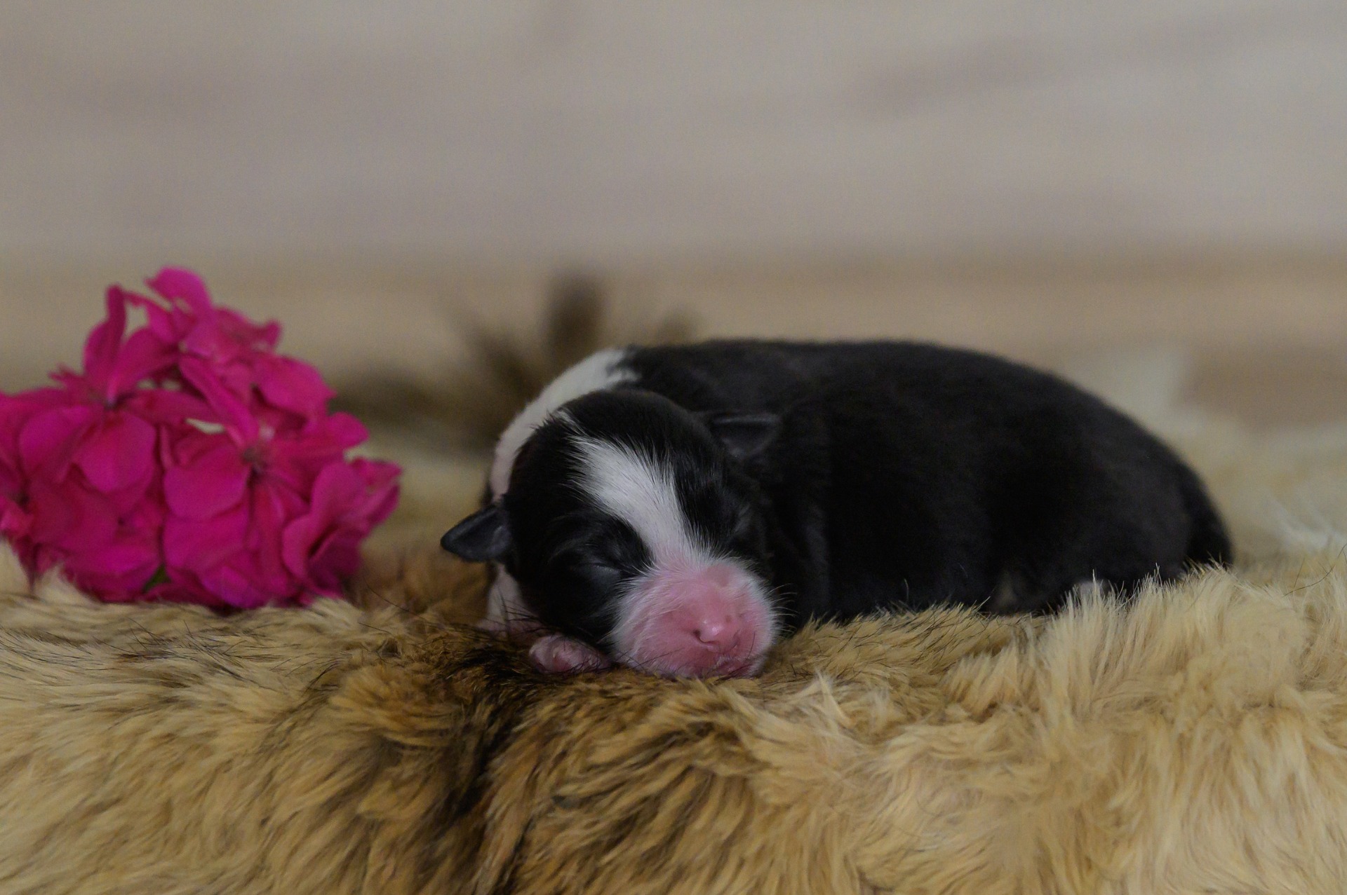 Amazing mini Kascaro