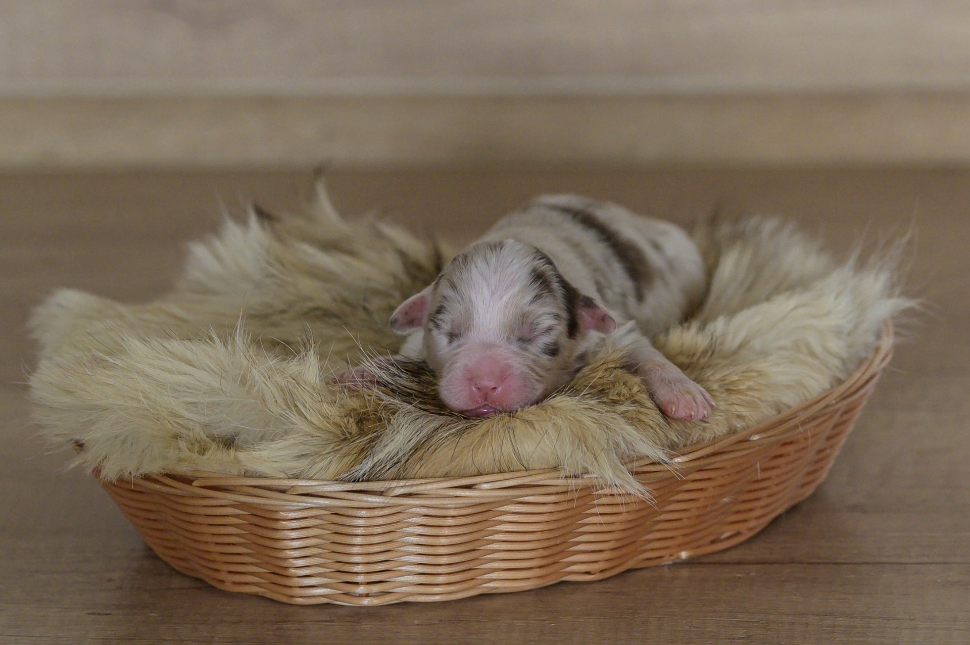 Bacardi mini Kascaro